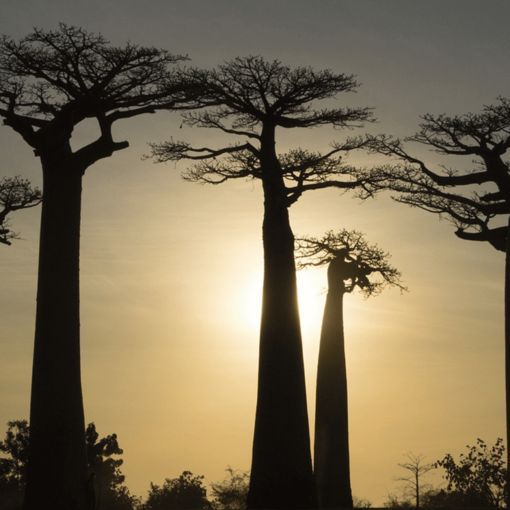 Living in Madagascar with family
